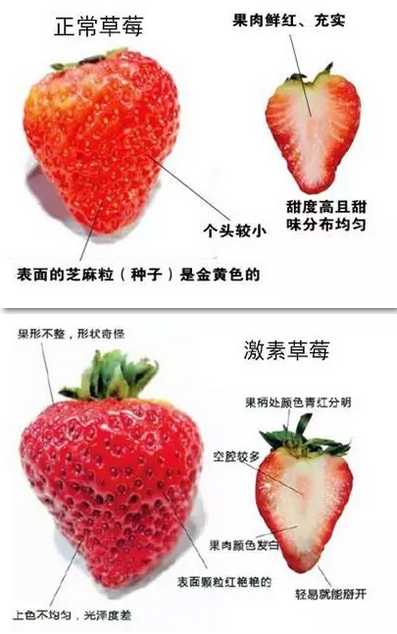 草莓的组成结构图图片