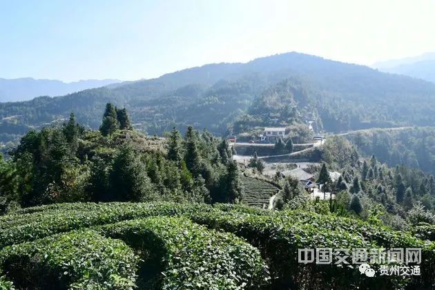 深秋的紫薇镇团龙村,茶树满山遍野,有一些还绽放着小巧的,白色的花朵.