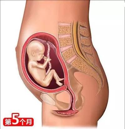 怀胎十月 你知道宝宝是怎么一点点长大的吗?快来看看吧
