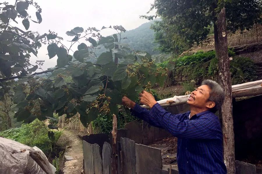 望著自己親手栽植的拐棗樹果實累累,鄧龍富露出了