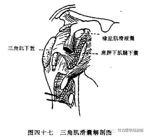 三角肌下缘图片