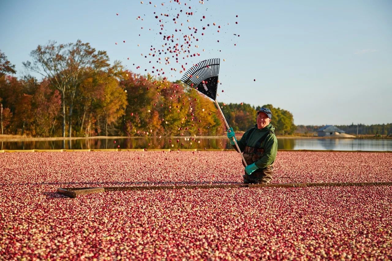 北美蔓越莓收获季来了!你肯定没见过这片绝美的红色海洋