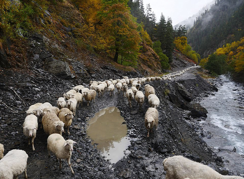 格鲁吉亚羊群翻山越岭迁徙 场面壮观