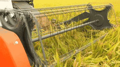 田镇水稻全程机械化生产基地,一望无际的稻田里,沉甸甸的稻穗随风摇曳