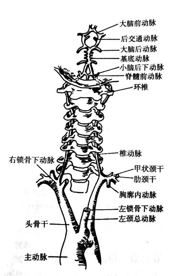 专业分享颈性眩晕患者越来越多深度认识椎动静脉尤为必要