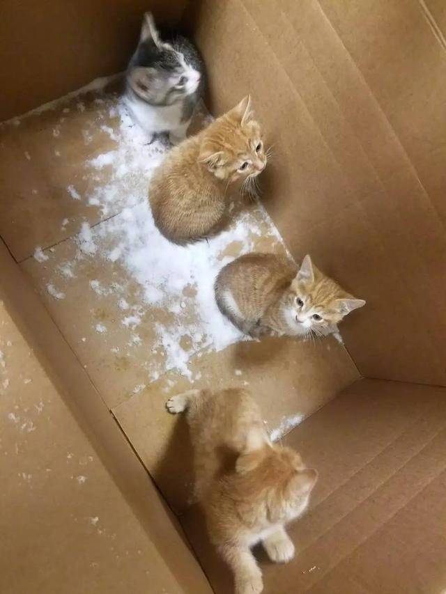 四只小猫而死图片