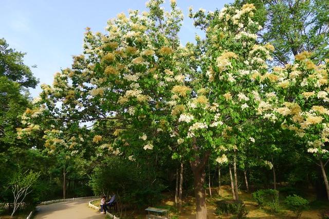 北方园林绿化常用观花乔木