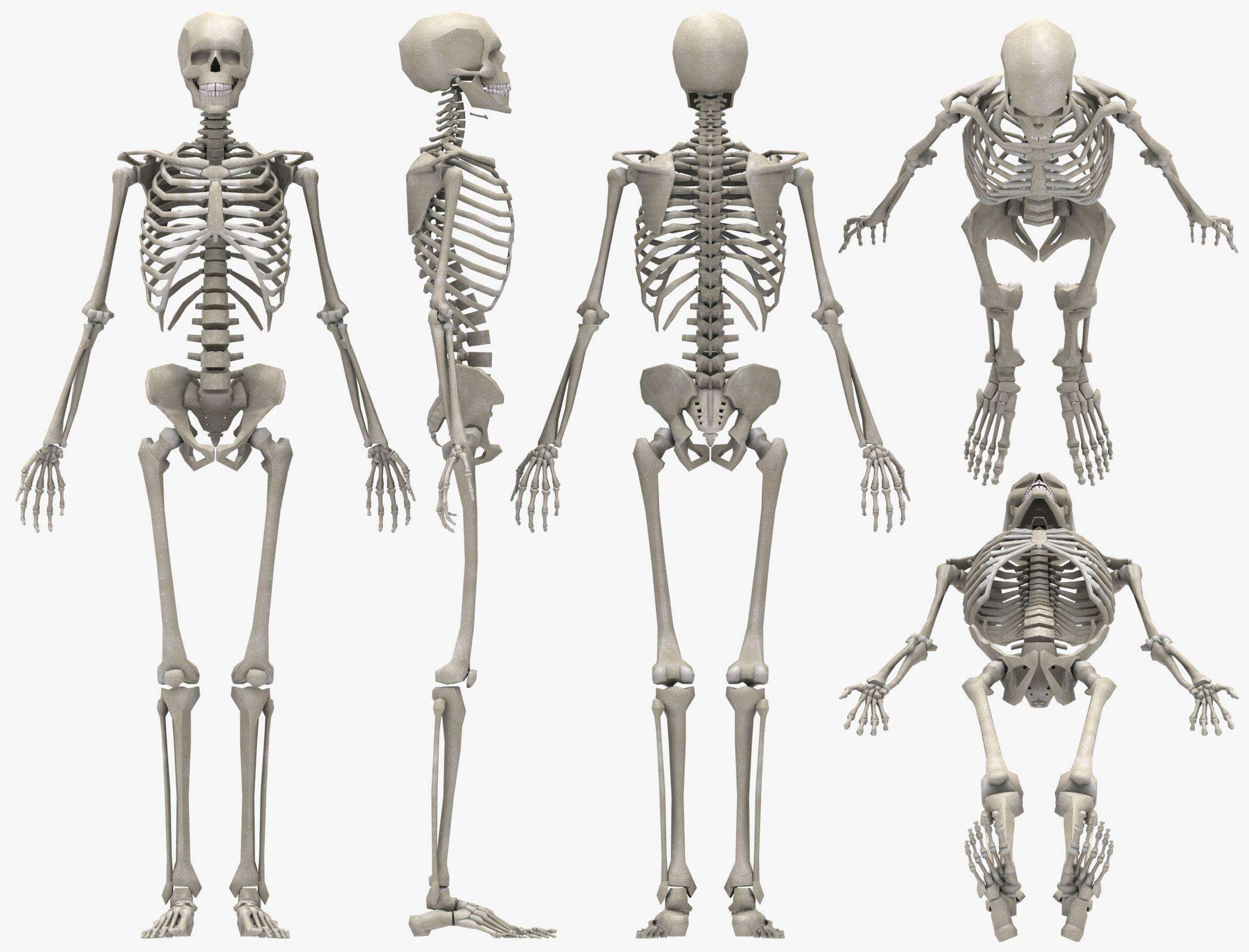 人体骨架照片图片