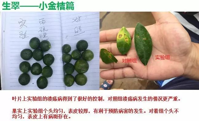 生翠:專業防治細菌性病害,全國獨家專利配方!