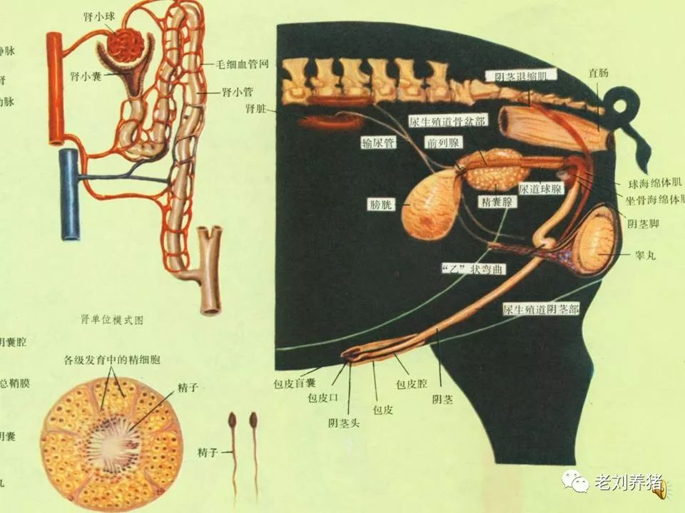 猪睾丸的结构示意图图片