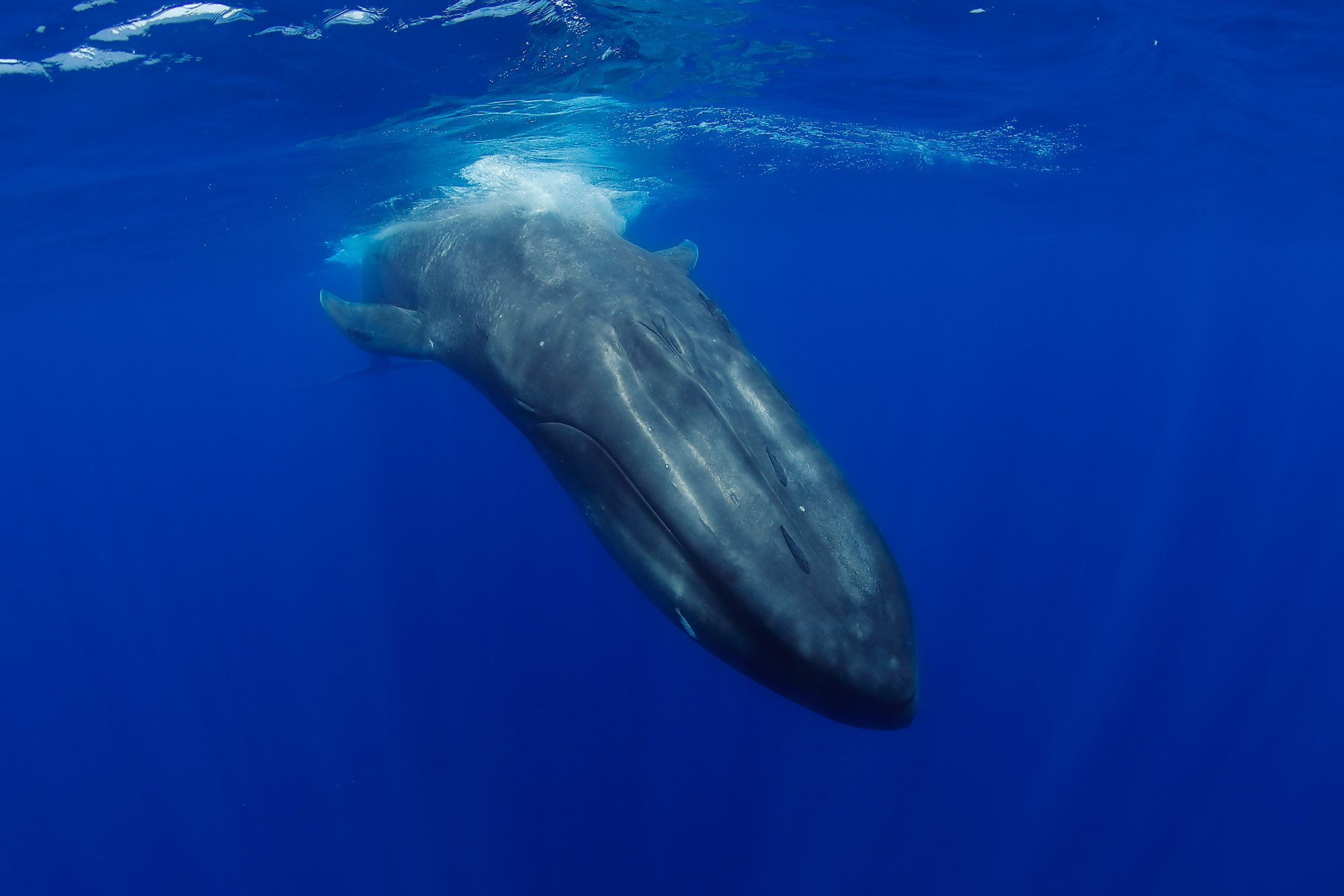 他在深海与鲸共舞 曾听见蓝鲸的呼吸声