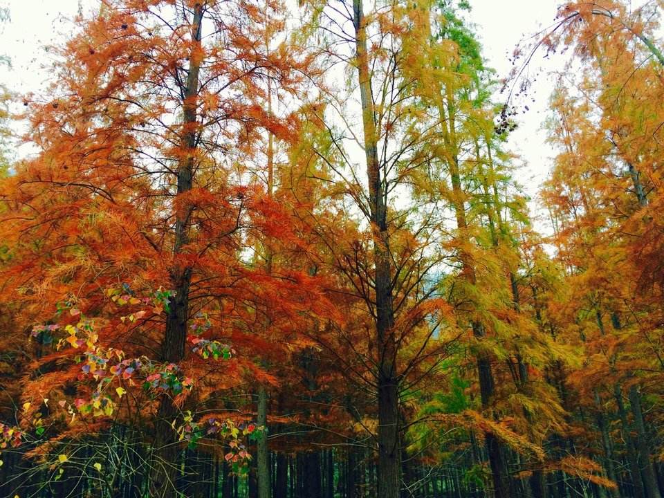 除了可以欣賞紅杉林美景和水庫風光外,林地裡還可以看到落羽杉特有