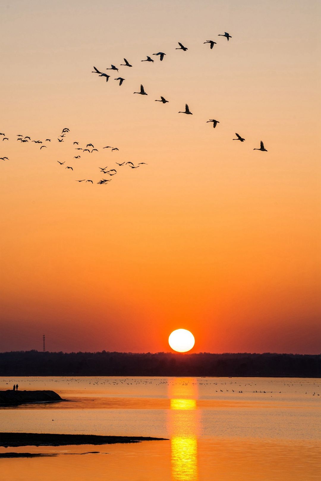 夕阳下的大雁图片图片