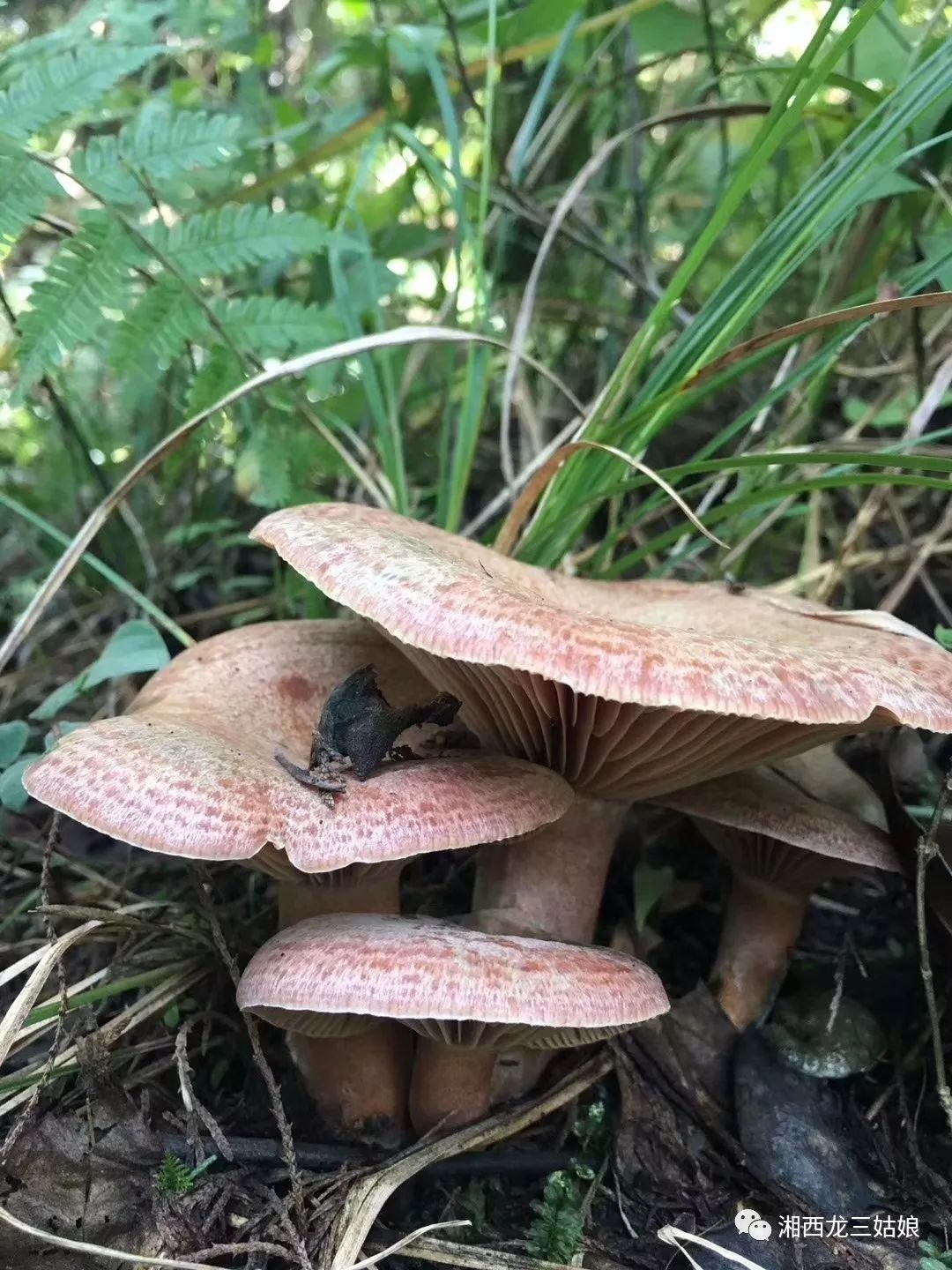 野生枞菌湘西人又为美味疯狂了一季