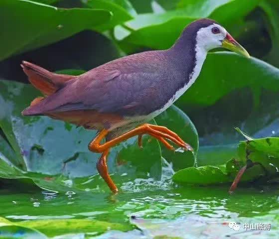 她被惡家姑折磨虐待而死,化為怨鳥,所以其叫聲總是