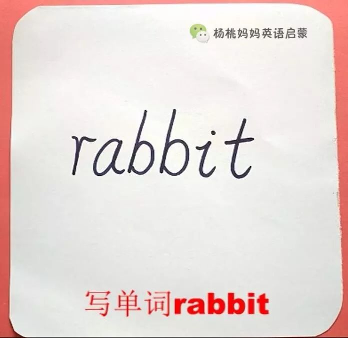 兔子英文怎么写图片