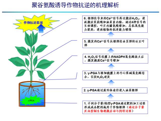 新品速遞聚穀氨酸一種神奇的物質