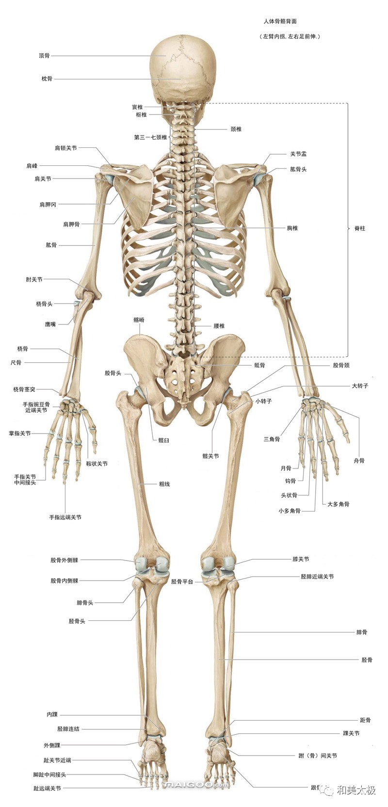 人体上肢骨骼名称图片