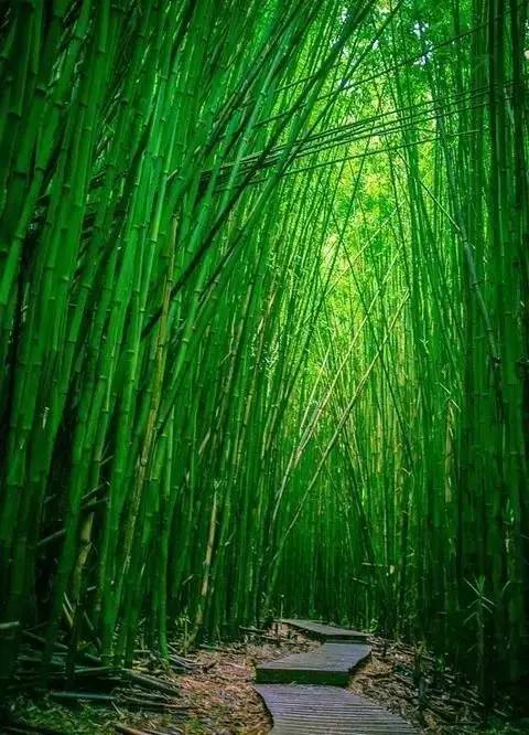 ▼輕音樂《竹林聽雨》▼朗誦《竹林聽雨》▼舞蹈《竹林聽雨》◇清晨