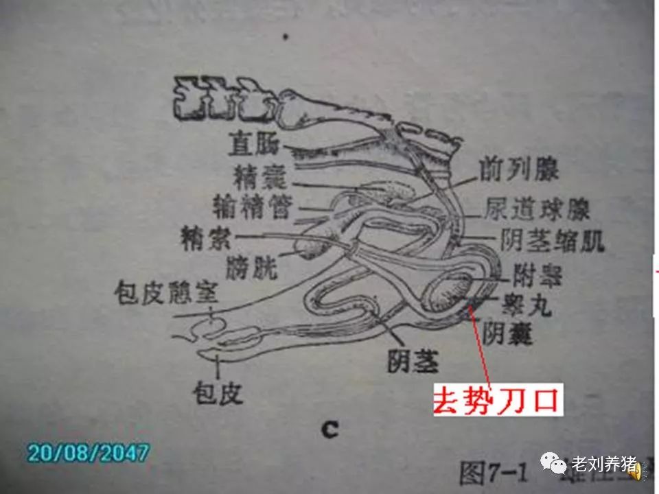 老劉養豬培訓解剖公豬去勢