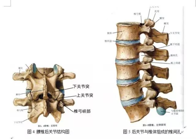 椎弓在哪个位置图片