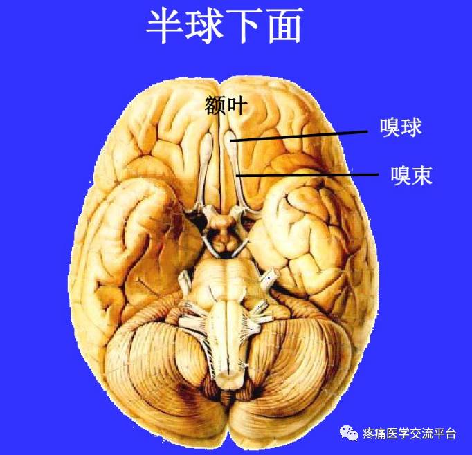 中枢神经系统解剖学