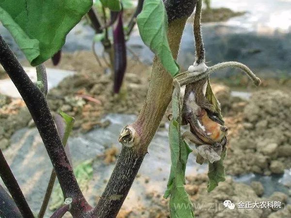 4,菌核病3,灰黴病2,番茄晚疫病1,黃瓜霜黴病一,常見病害症狀如圖,環境