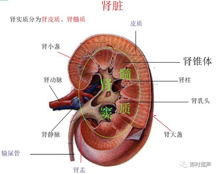 彩超纵切和横切图解图片