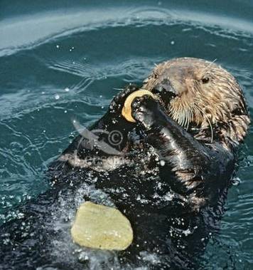 海獺動物界的賣萌高手