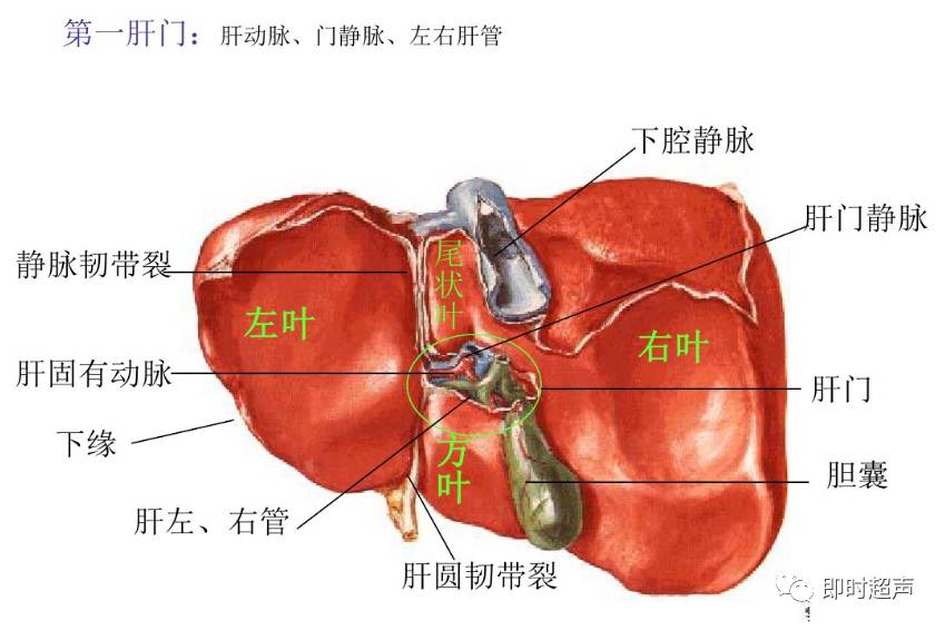 如何看懂腹部彩超图图片