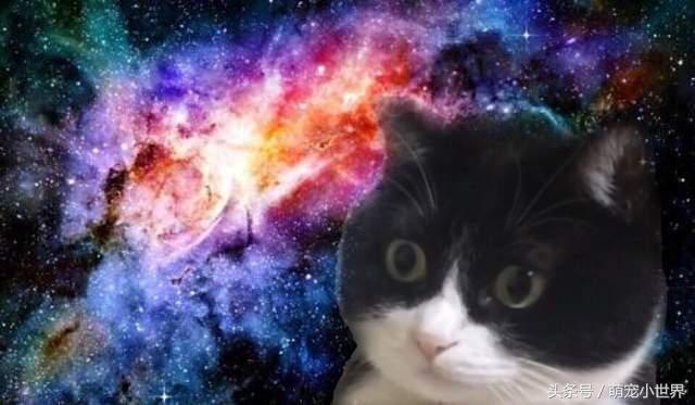 猫咪宇宙表情包图片