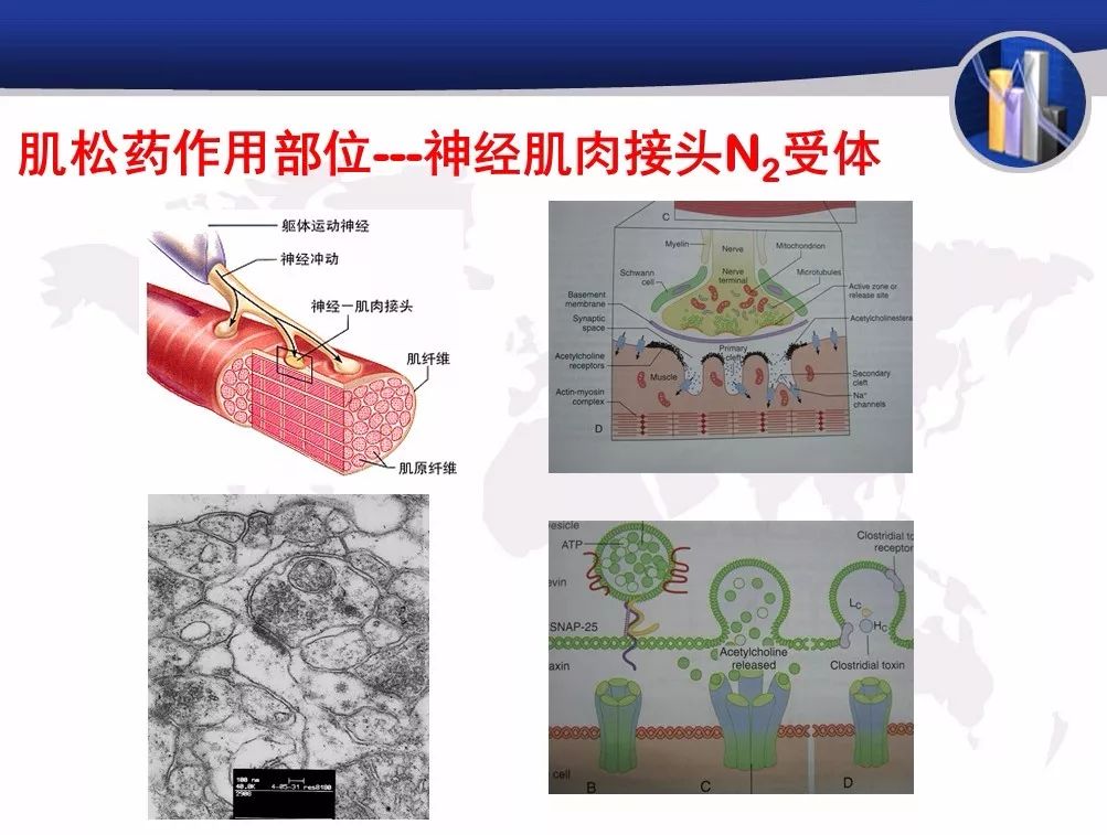 肌松藥的基本藥理作用是通過與神經肌肉接頭突觸後膜n2型乙酰膽鹼受體