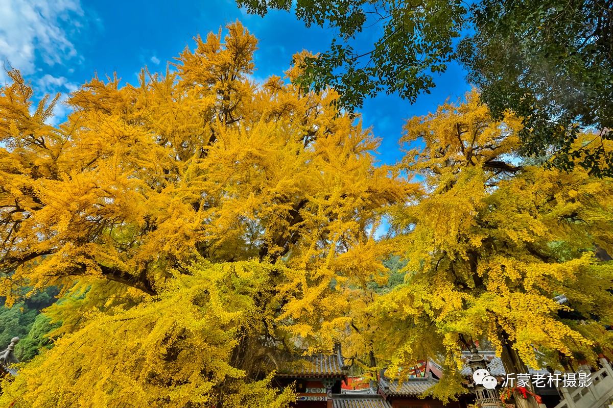 沂水有個龍家圈 圈裡有座靈泉山 山上有座靈泉寺 寺裡有著如此壯觀的