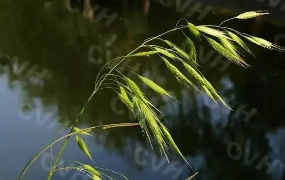 雀麥 一年生或多年生草本;葉鞘常關閉;葉狹,常扁平;小穗長橢圓形,有