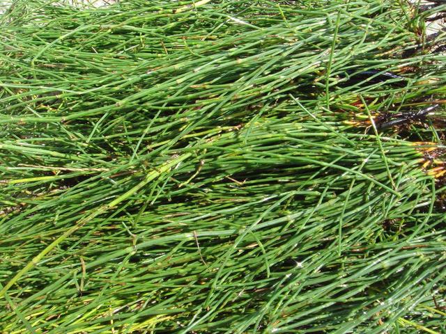 尽管竹节草是一种田间杂草,但是也有很大的医用效果