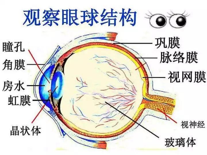 眼球的结构图中央凹图片