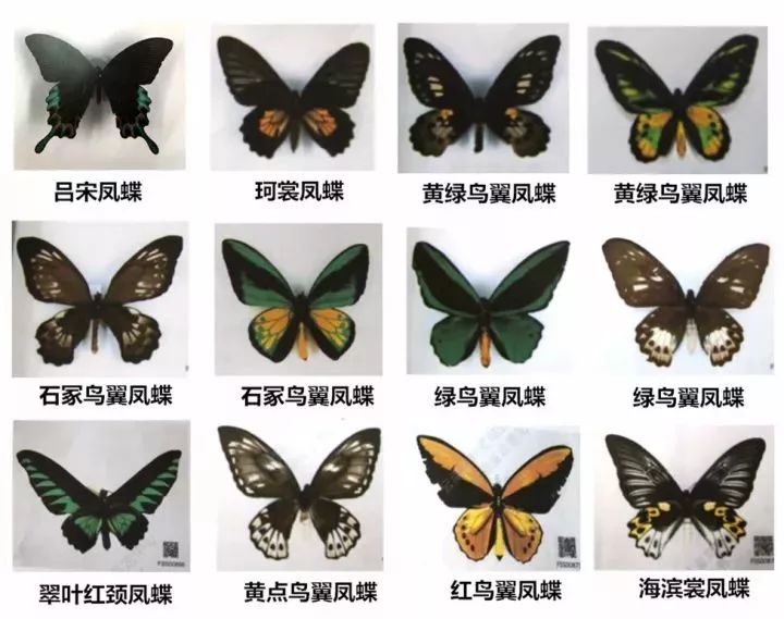 蝴蝶分布区域及种类图片