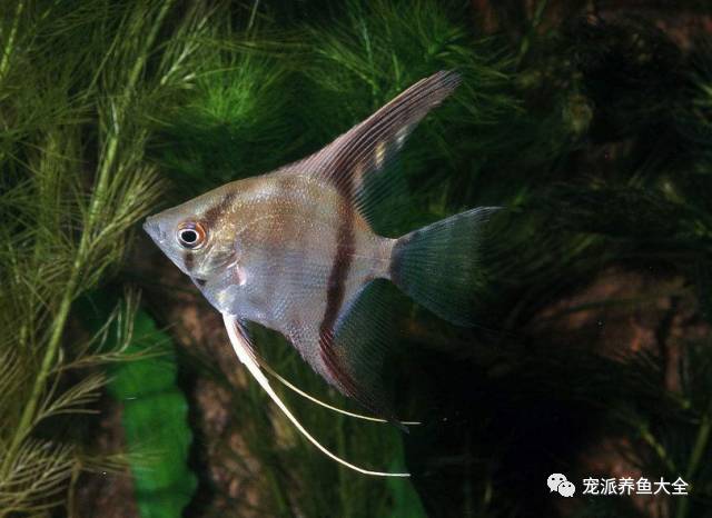 淡水神仙魚怎麼養?如何開缸?漲姿勢了!