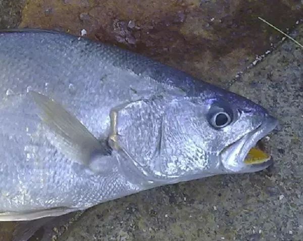 海边钓上一条黄嘴鱼是否就是传说中几万元1斤的黄唇鱼
