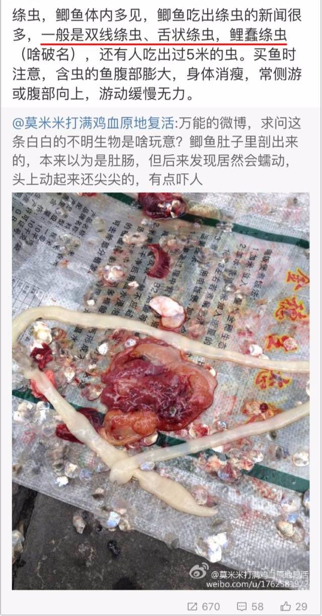 絛蟲是一種腸道寄生蟲, 不僅是鯽魚體內,在其他魚類,鳥類,人,狗,牛