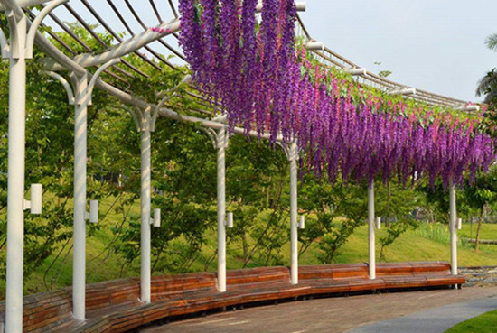 紫藤萝廊架图片