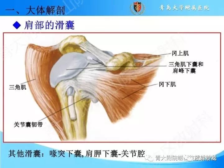 肩关节的韧带有哪些图片