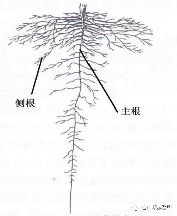 棉花根的初生结构简图图片