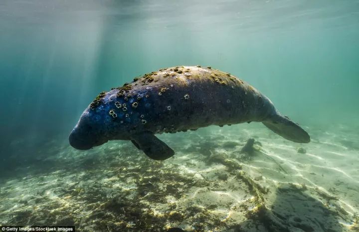 看完这些深海生物我的深海恐惧症病犯了无法痊愈那种