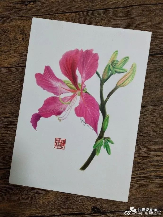 彩铅手绘—紫荆花
