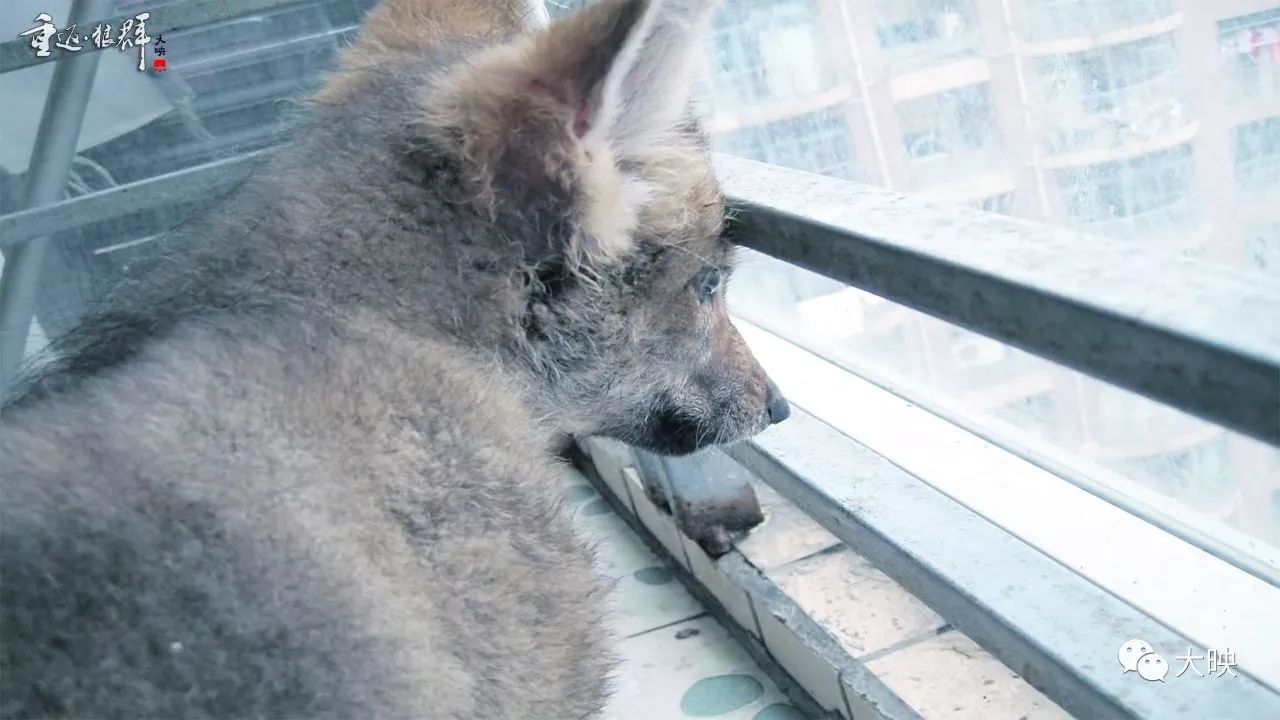 狼女傳奇紀錄片重返群狼