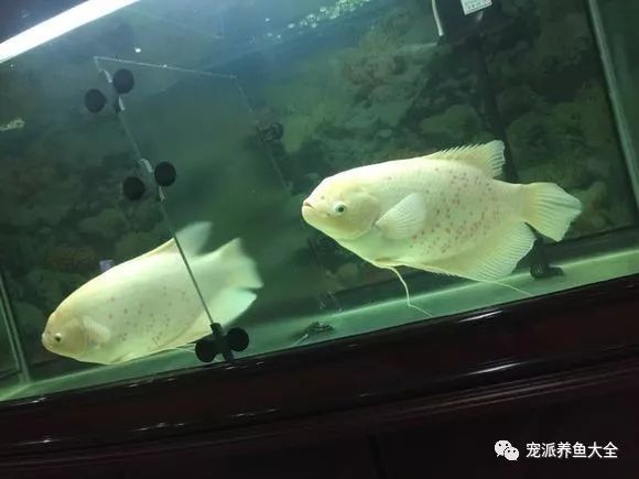 招財魚壽命有多長有魚友已經養了快八年了