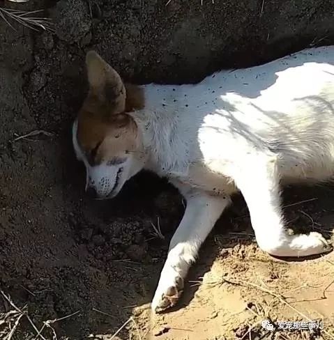 懷孕的狗媽媽慘遭偷狗賊毒死,主人憤怒之餘只好含淚埋狗