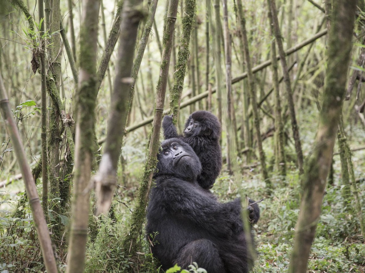 戴安·弗西(dian fossey)上世紀七八十年代研究的就是這種大猩猩.