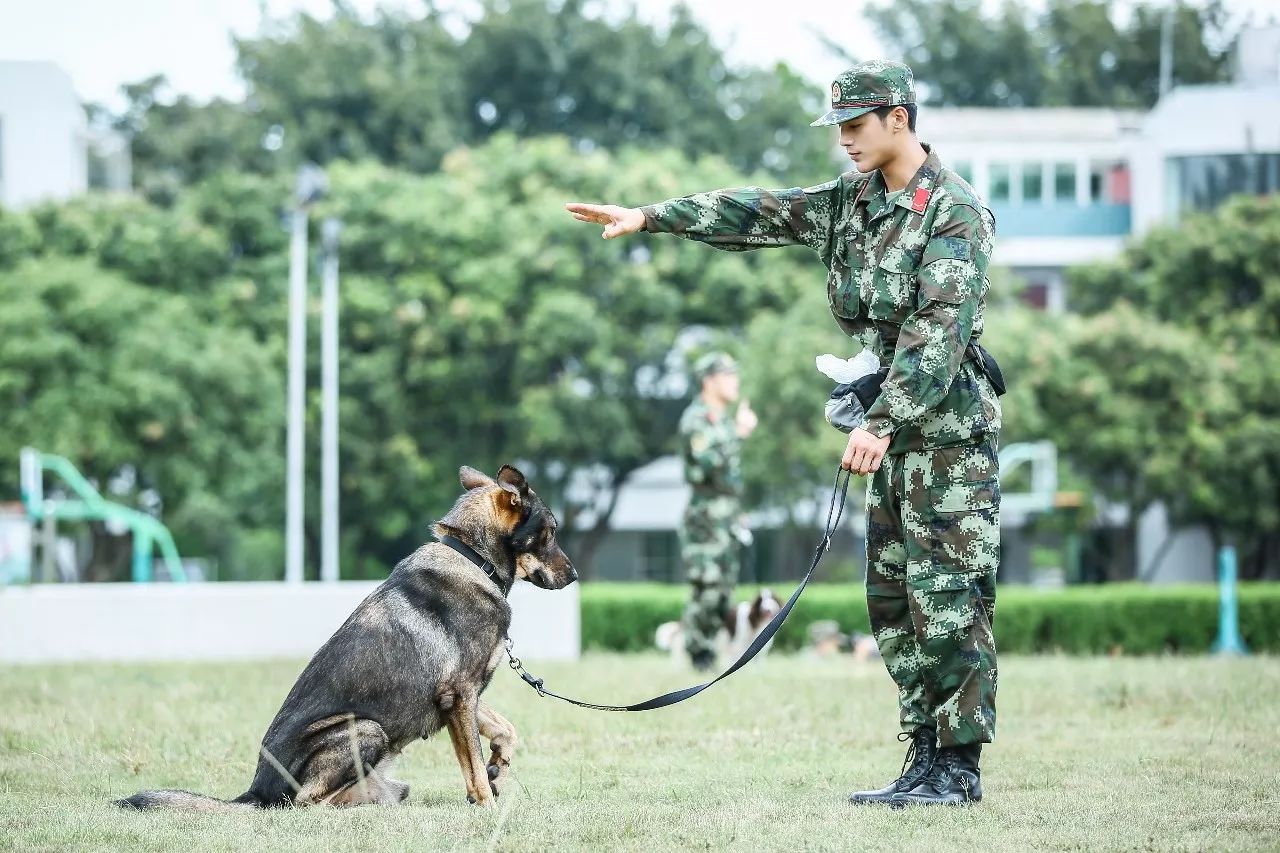 嘉賓真性情流露人犬情深盡顯奇兵神犬節奏加快漸入佳境